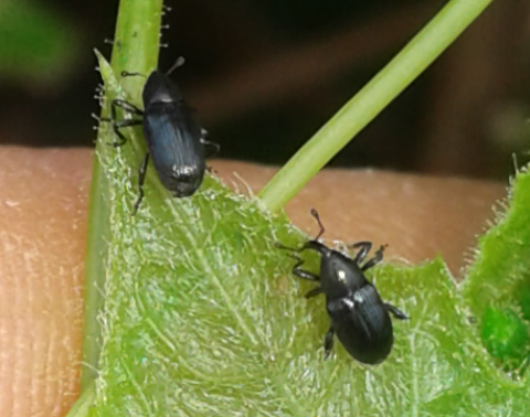 Curculionidae : Cucubaris villae (ex  Aulacobaris villae)